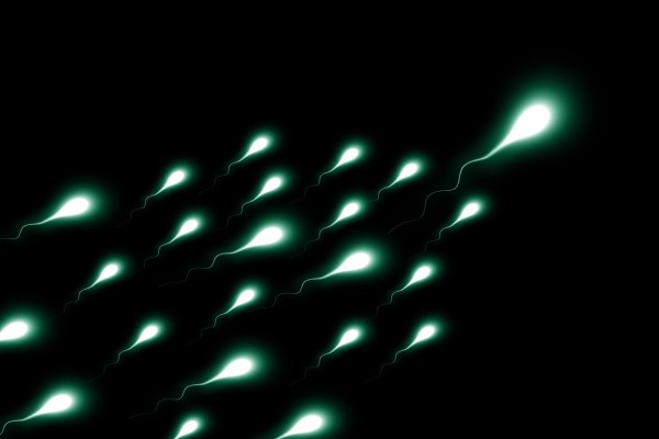 Quelle est la composition du sperme et que contient le précieux liquide séminal ?