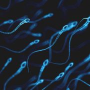 Au bout de combien de temps le sperme se renouvelle ? Explications !