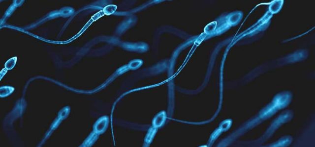 Au bout de combien de temps le sperme se renouvelle ? Explications !