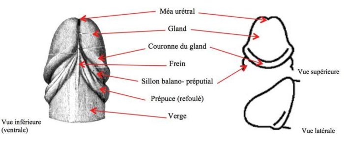 avoir un gland plus gros